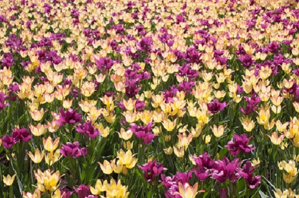 Ottawa Tulip Festival